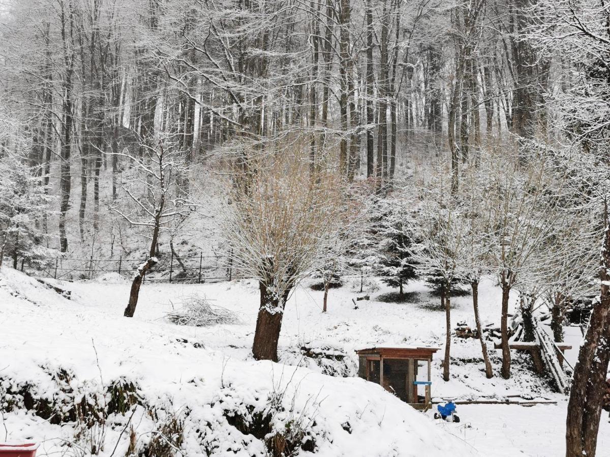 Soho Lodge Rasnov Eksteriør bilde